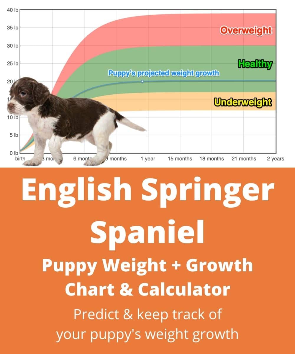 english-springer-spaniel Puppy Weight Growth Chart
